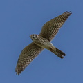 American kestrel (Falco sparverius tropicalis) female in flight, Near San Ignacio, Cayo Department, Belize